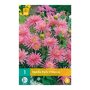 Dahlia knol Park Princess (zakje van 1 stuk)